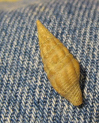 Drillia rotundicosta Bellardi, 1877, Tortoniano